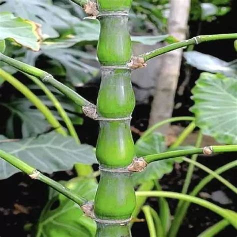 竹子種類盆栽|26種 竹類植物 史上最全